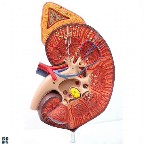 ENOVO颐诺医学人体肾脏肾上腺模D型肾器官解剖泌尿系统模型生殖泌
