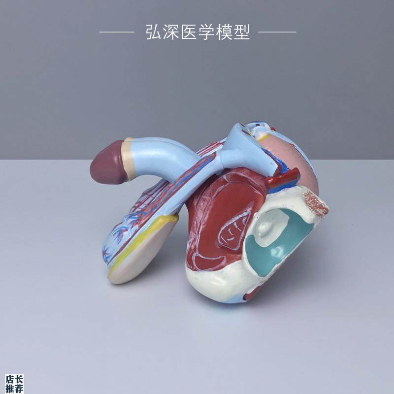 男性生殖系d统模型人体生殖器官内外结构可拆解5部件医学教学模具