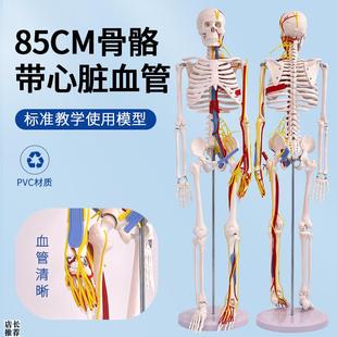 人体骨骼模型85cm带神经血管A心脏模型骷髅骨架模型椎间盘神经