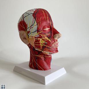 人体面部解剖模型可拆卸微整形美容医生教具N浅层肌肉血管神经口