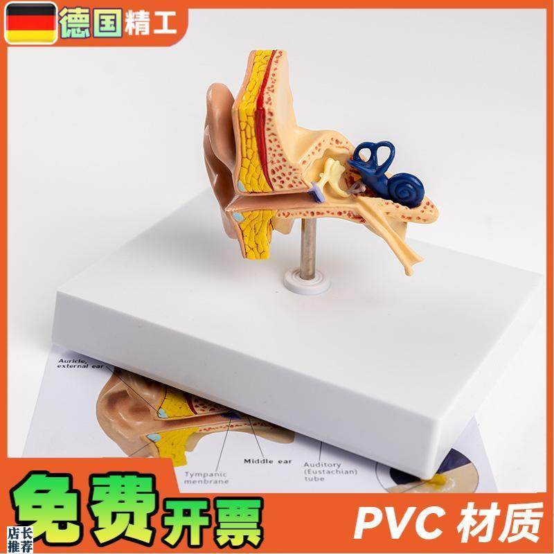 德国】耳朵结构模型耳解剖模型外中内耳部听觉Q系统耳朵构造教学