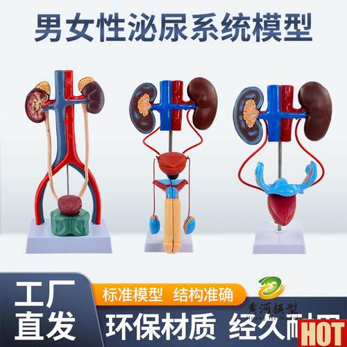 体人体泌尿系I统模型输尿管膀胱尿道 医学生殖系统肾脏解剖模型