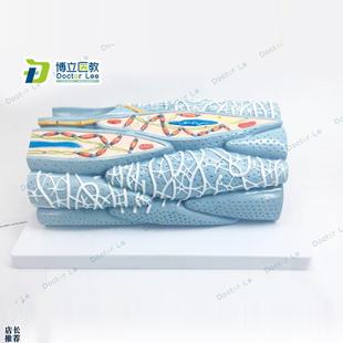 正品 心肌组织模型心肌u细胞心肌工程微观模型心脏模型