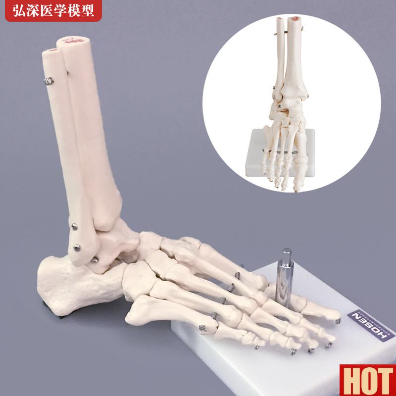 骨模型人体脚踝关节脚d掌部骨骼解剖结构足部腓骨科医学教学模具