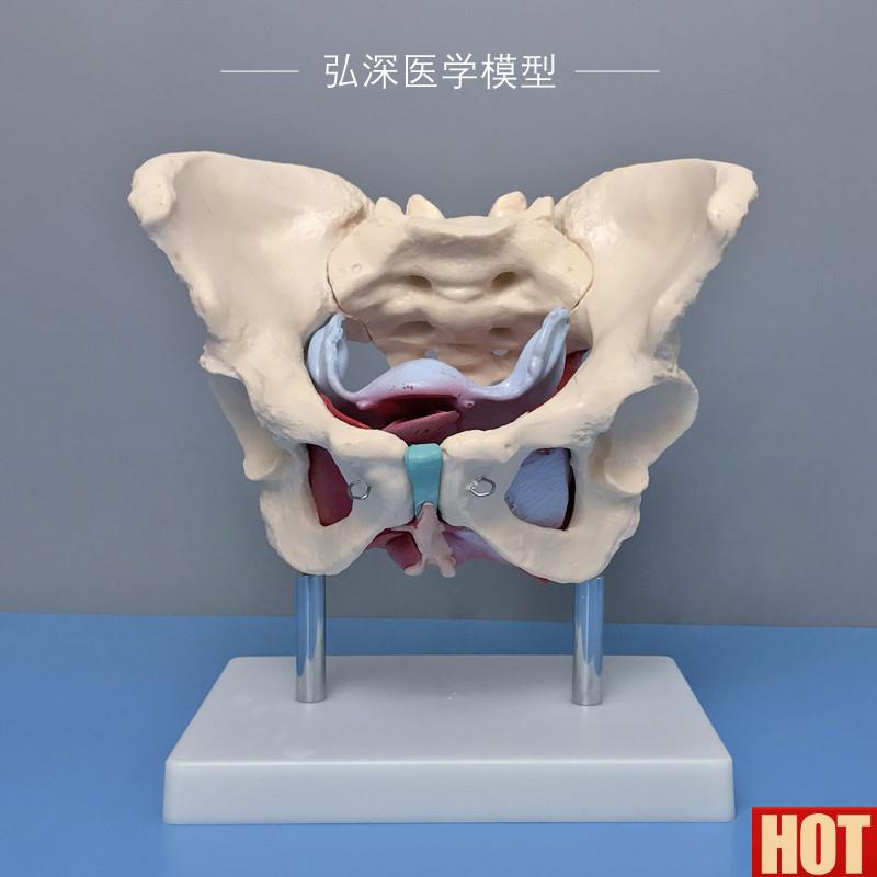 性骨盆带盆底肌肉模型子宫卵巢人体器官产后D康复妇产科教学模具