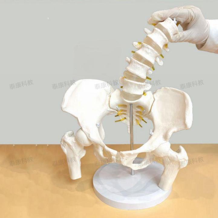 态骨盆模型耻骨联合活动骶髂关节x腰椎旋转错位康复产后功能家政