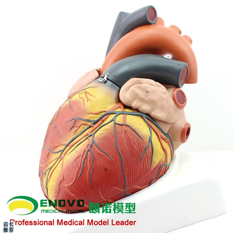 ENOVO颐诺放大版人体r心脏模型B超彩超声医学用心内科心脏解剖教