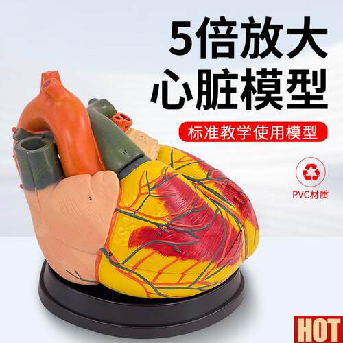 级 5倍放大心脏解剖模型m 心脏放大解剖模型心内科教学带标识
