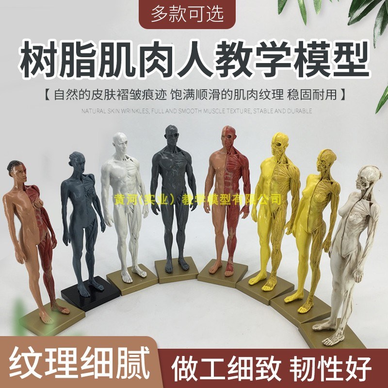 30cma设计医学头骨胸像绘画CG参考 艺用人体肌肉骨骼解剖模型美术