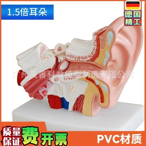 耳模型桌上型耳解剖模型外中内耳部听觉系统器官耳朵Y构造教学医