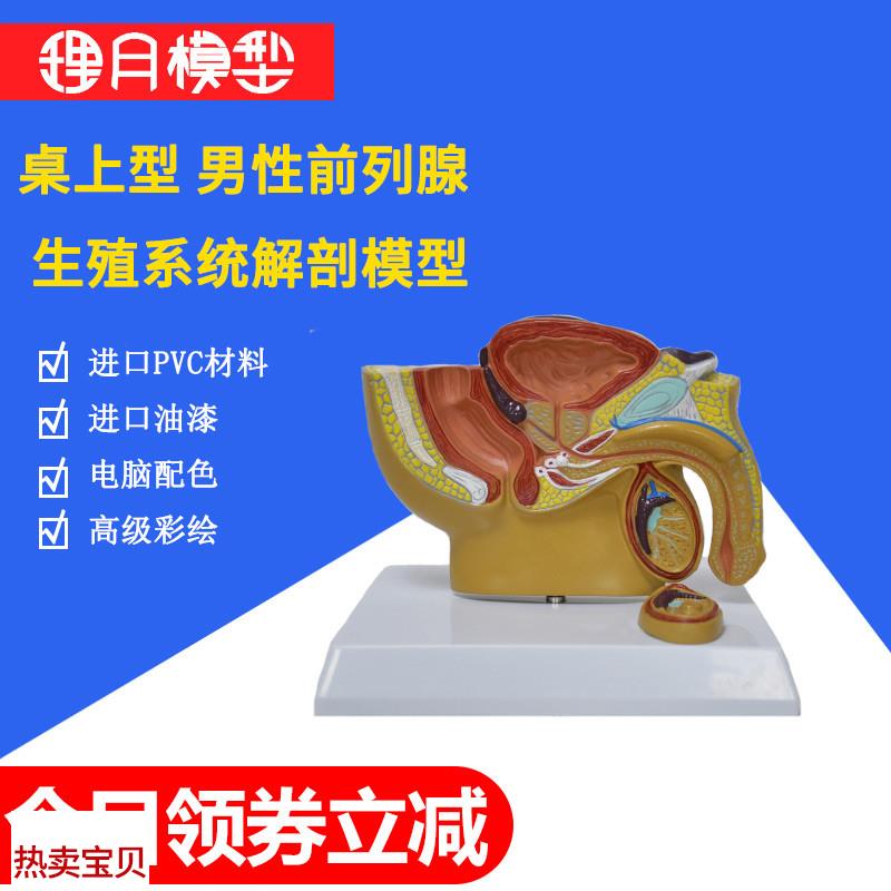 泌尿系统模型男性生殖模器盆腔解剖结构O前列腺男科部位教学