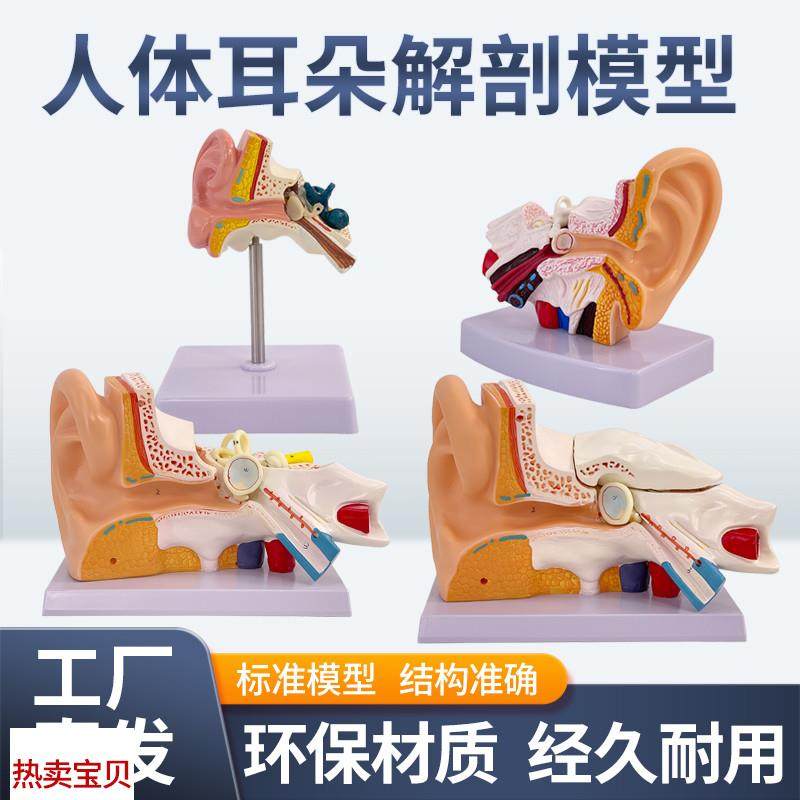 耳模型桌上型耳解剖模型外中内y耳部听觉系统器官耳朵构造教学医