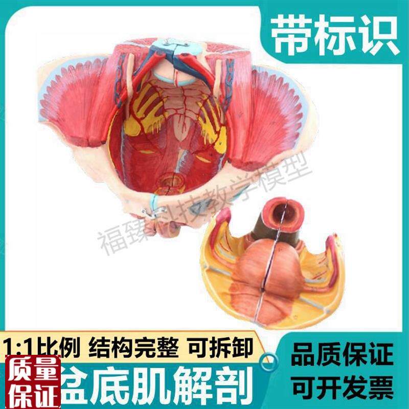 女性盆腔模型h可拆卸盆底肌器官会阴解剖生殖泌尿道产后功能康复