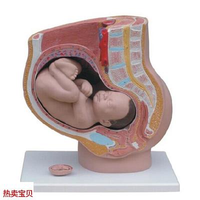 女性矢状解剖(4件)人体v生殖系统解剖模型足月胎儿模型怀孕十月