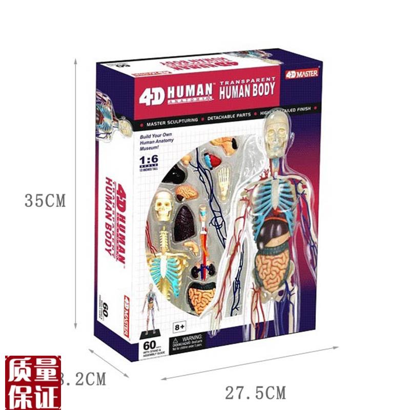 4DMASTEkR人体解剖拼装模型生物教学模型教具全身透明