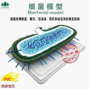 细菌模型高倍放大细胞病毒细菌标本染色体鞭毛生V物教学展示模型