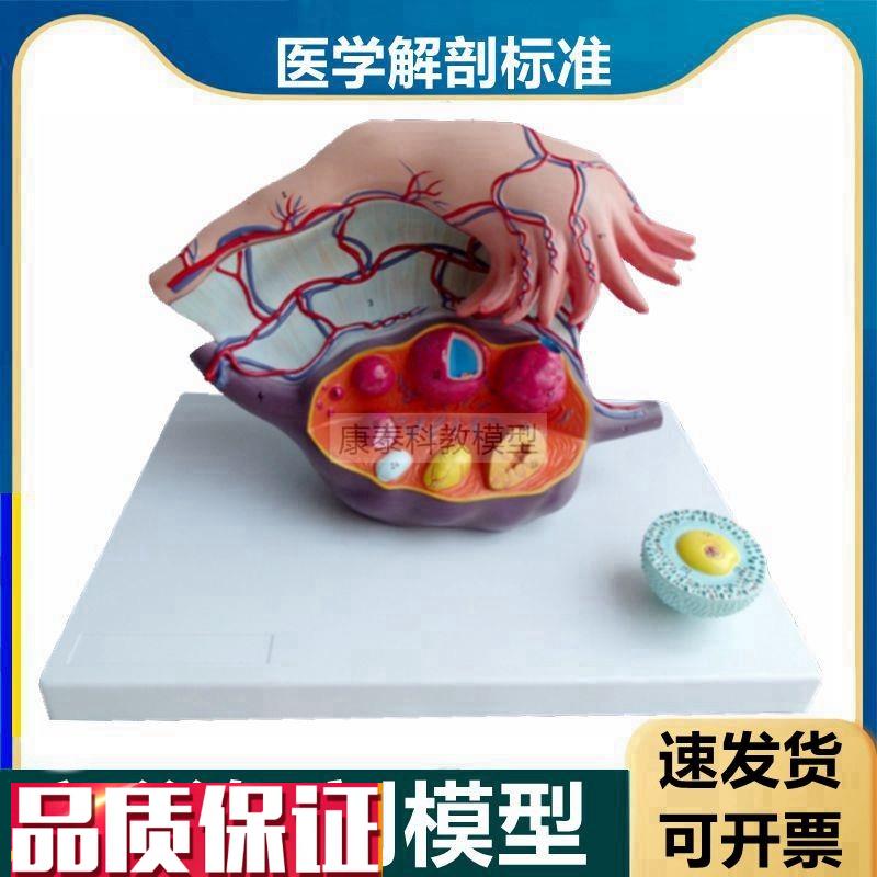 卵巢模型输卵管黄体白体月经周期A卵泡女生殖子宫结构生理功能卵