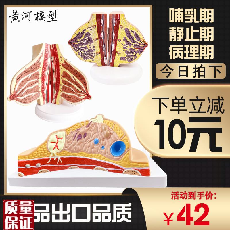 黄河女性乳房结构解剖模t型哺乳期静止期人体器官结构医学教学模
