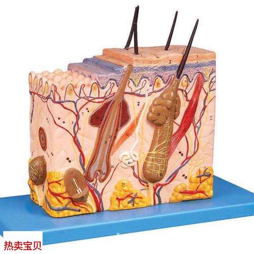 中型皮肤放大模型人体皮肤模型皮E肤组织结构模型人体解剖模型
