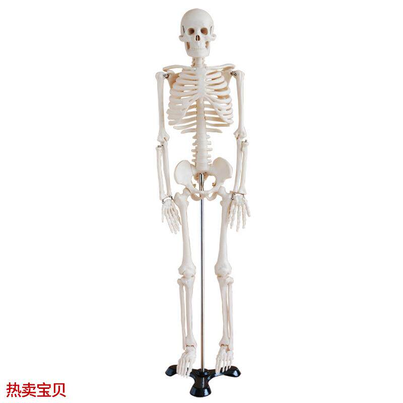 人体骨骼模型85CM(全C身带支架)/全身骨骼模型