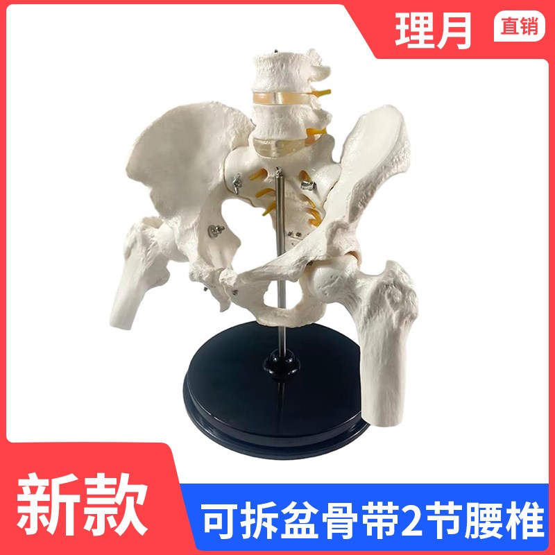 人体两节腰椎带骨盆腿骨模型脊柱脊椎正脊柱P模型真人大小可拆卸