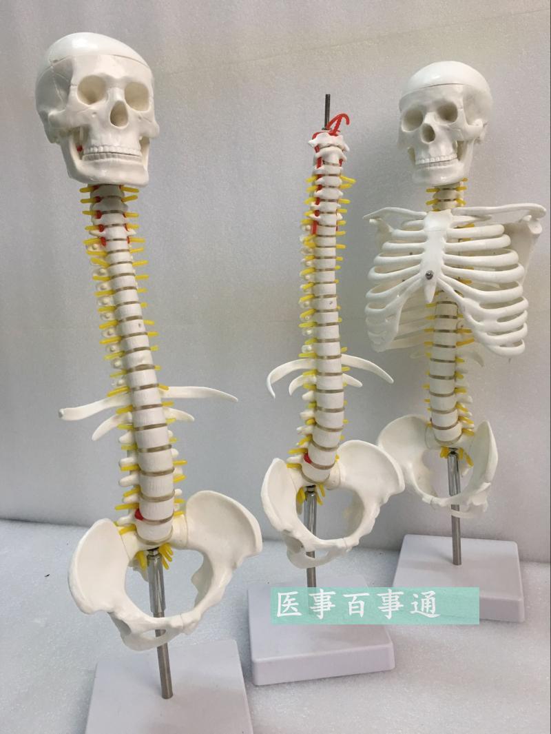 人体脊柱模具脊椎骨颈椎模型胸椎结构腰椎间盘S关节玩具骨头骨架