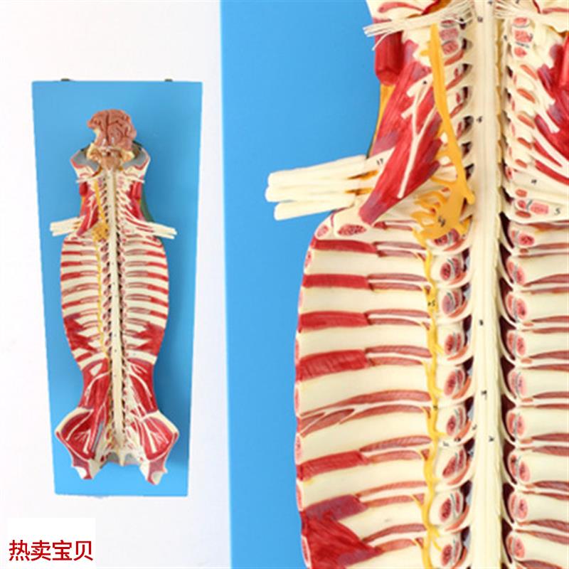 医学人体椎e管内部脊髓神经模型脊柱脊椎腰椎解剖结构
