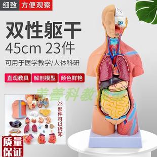 45CM人体模型解剖心脏骨骼全身结构医学器官两性躯W干内脏拼图儿