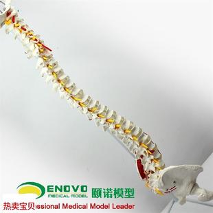 颐诺正品人体脊柱模型脊椎骨A盆股骨肌肉起止点脊神经骨骼模型
