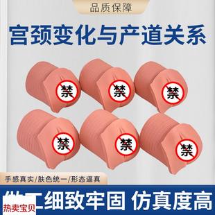 教学模型女性分娩生产宫口模型产G前宫颈变化与产道关系模型