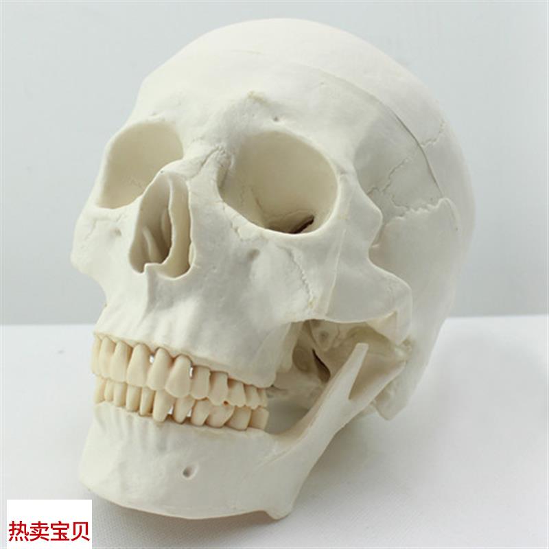 ENOVO颐诺医学艺用美术人体y头骨模型亚洲头颅骨解剖模型标本skul
