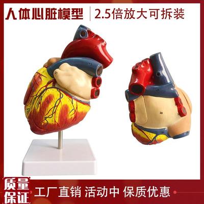 教学仿真两倍放大心脏模s型心脏解剖心室心脏标本仿真人体器官内
