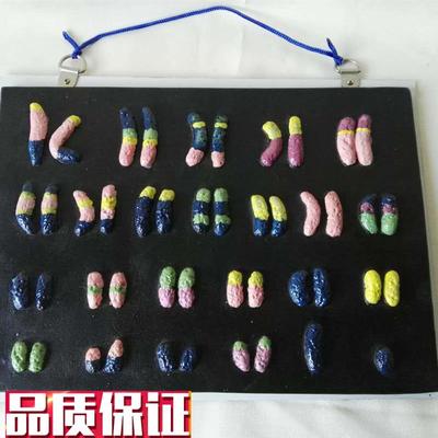 人体活动染色体解剖模型中学生物教仪实验教P学教具医用医学模型