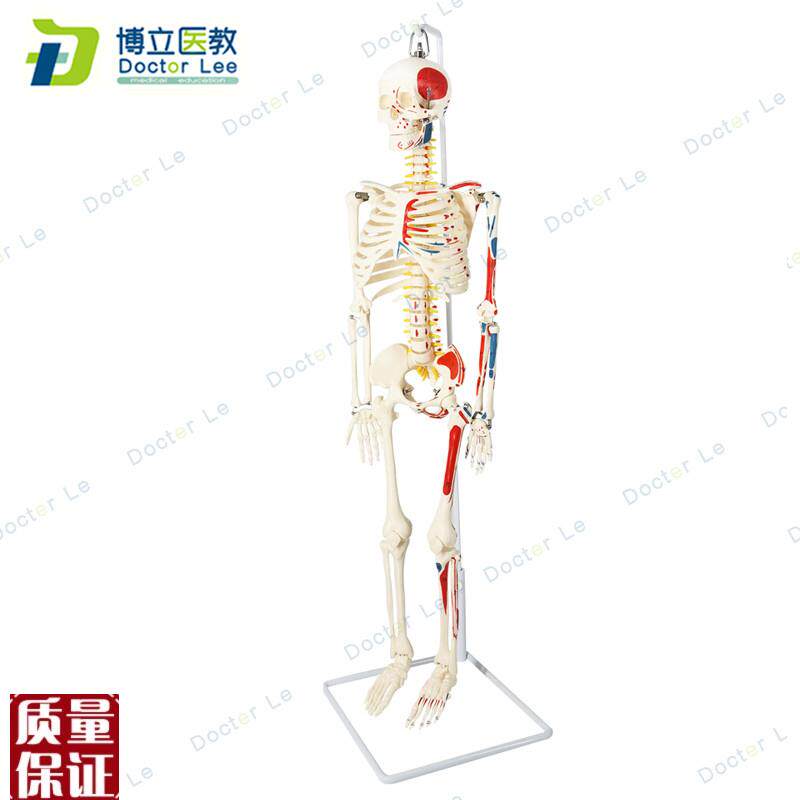 85cm人体g骨架模型肌肉起止点瑜伽教学脊柱可弯曲关节可活