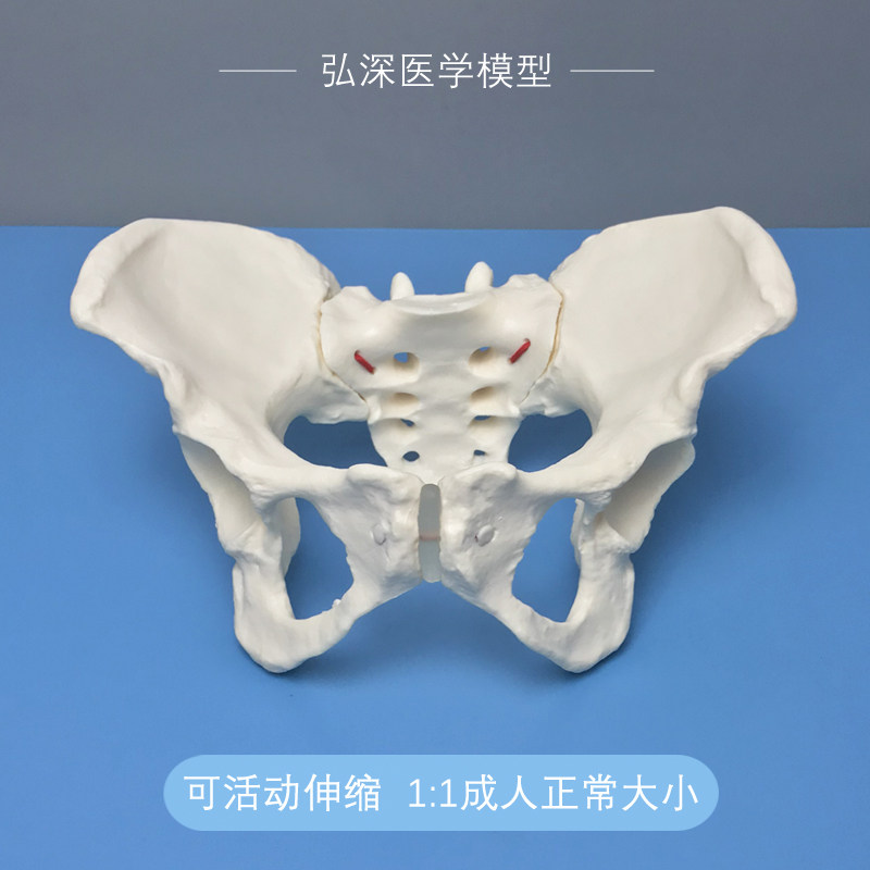 女性骨盆模型可活动伸缩松紧成人体1比1正L常大妇产后康复助产教