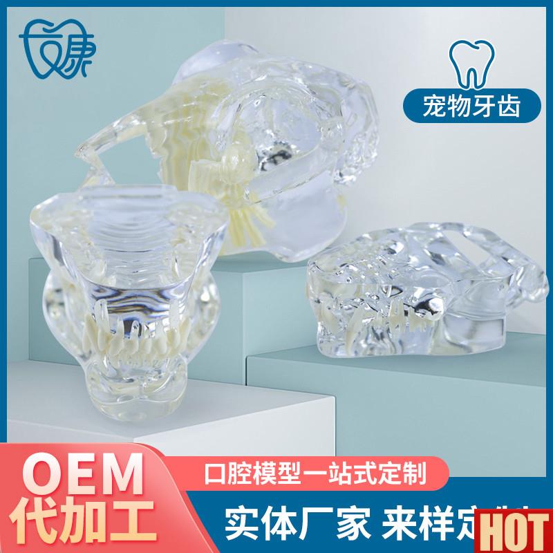 物牙齿模型X透明狗牙猫牙口腔犬牙教学演示动物倒模具猫兽医包邮
