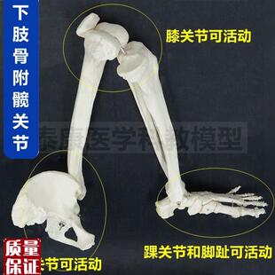 1比1腿骨模型可弯曲活动下肢膝关节髋骨脚踝P足骨头上肢肩关节长