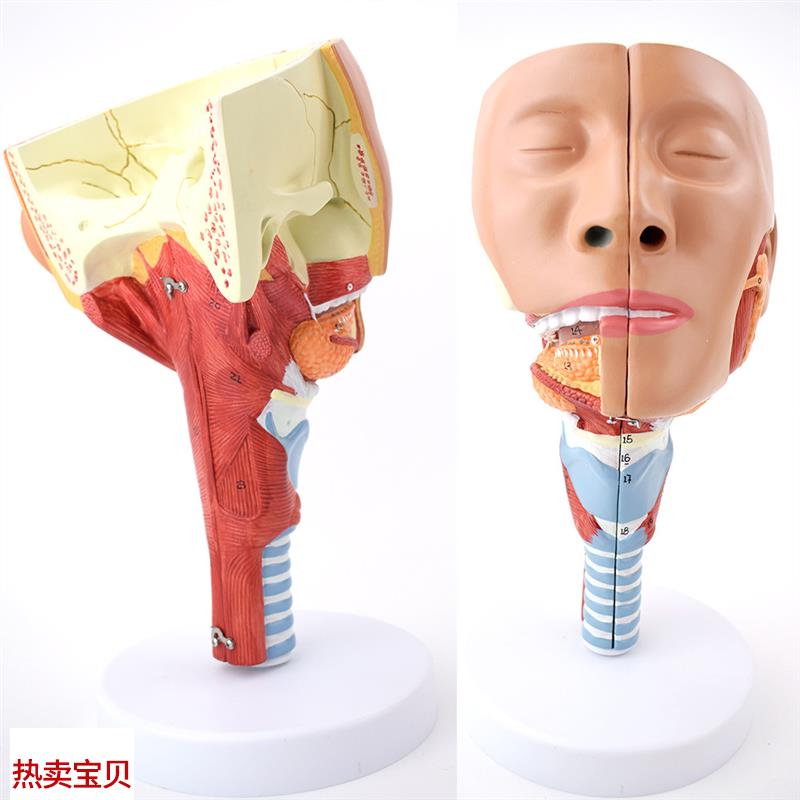 ENOVO颐诺医学鼻咽喉气管咽y肌解剖模型环咽肌会吞咽障碍康复教学
