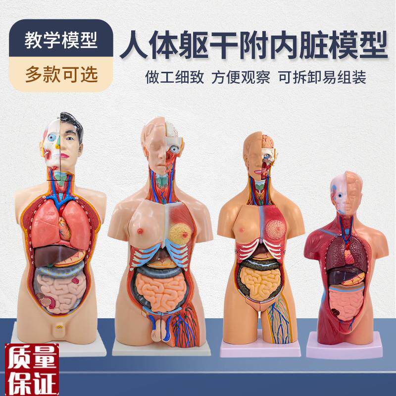 人体器官结构解剖模o型全身内脏大脑心脏躯干模特教学医学儿童拼