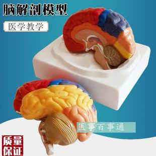 医学教学人脑模型人体脑色分带血管八件套,人体脑X解剖模型脑模