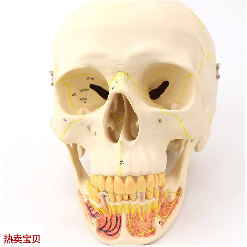 ENOVO颐诺i成人头骨模型下颌骨颌面外科解剖仿真头颅骨口腔科头骨