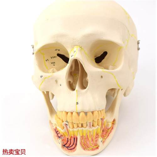 ENOVO颐诺i成人头骨模型下颌骨颌面外科解剖仿真头颅骨口腔科头骨
