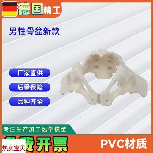 男性骨盆新款人体骨z骼模型骨盆教学模型教具