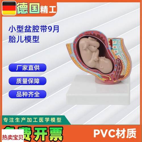 德国】人体d小型盆腔带9月胎儿模型医学教学器材模具