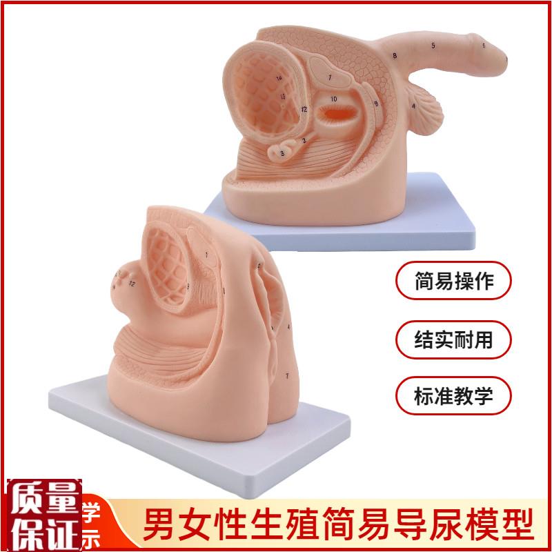 男性内外生殖器解剖及男女性导尿模型女L性泌尿系统生殖系统模
