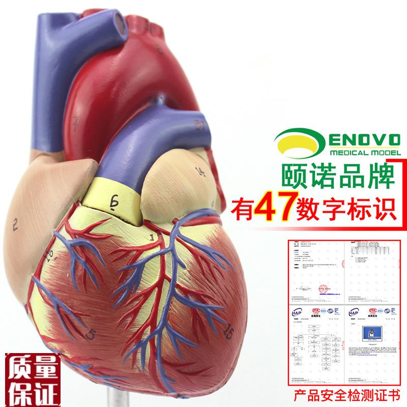 ENOVO颐e诺1:1人体心脏模型B超彩超声医学心内科心脏解剖教学冠