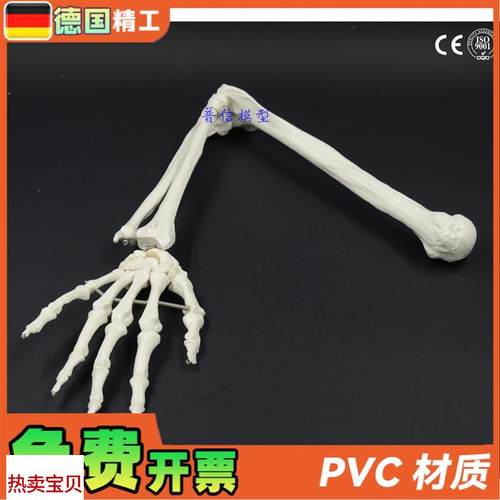德国】人体骨骼上肢骨成人手臂肱骨尺G桡骨1比1手骨模型可弯曲