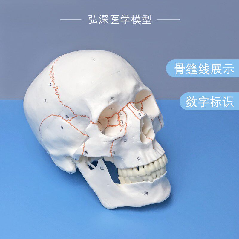 人体头骨模型带骨缝线数字标识颅骨E骼解剖结构骷髅教学类模具骨