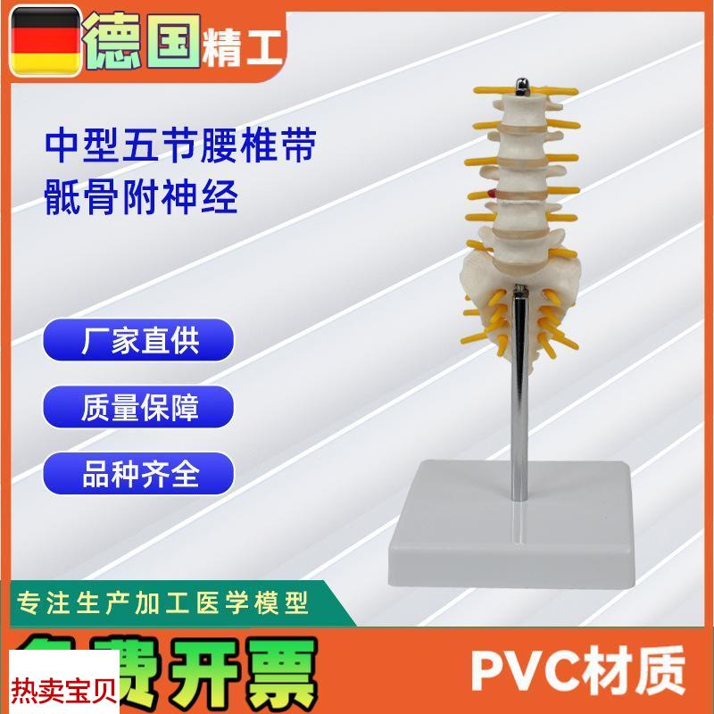 5节中型腰f椎带骶骨模型人体骨骼模型教学模型
