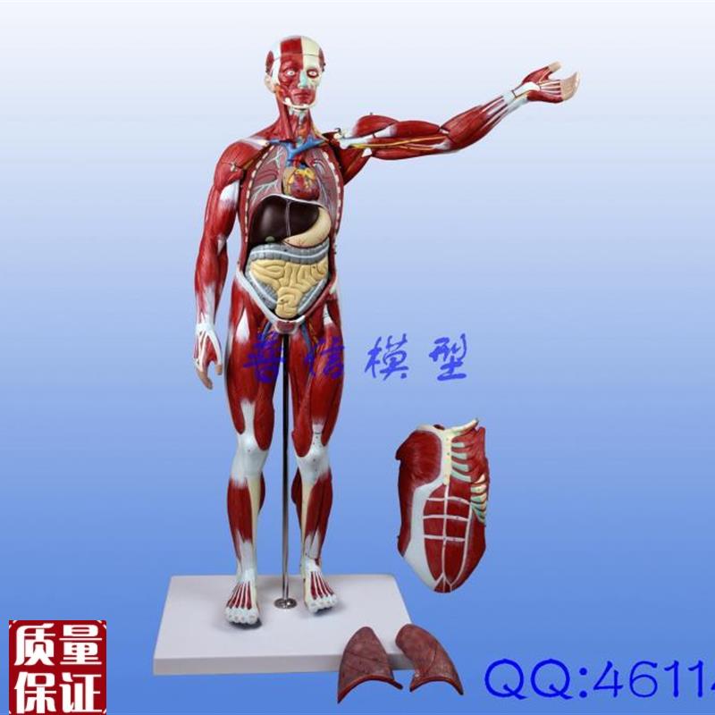 普信78cm肌j肉人模型人体器官模型教用医用内脏模型组织模